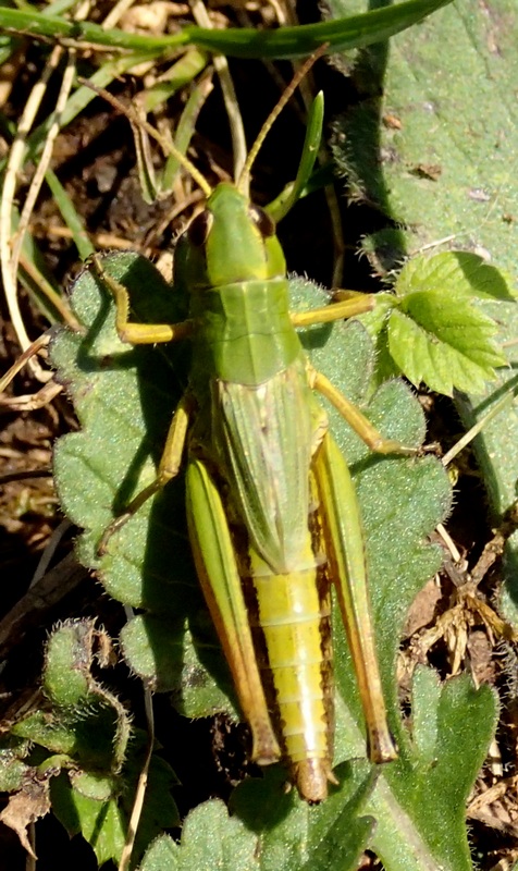 Acrididae da ID.